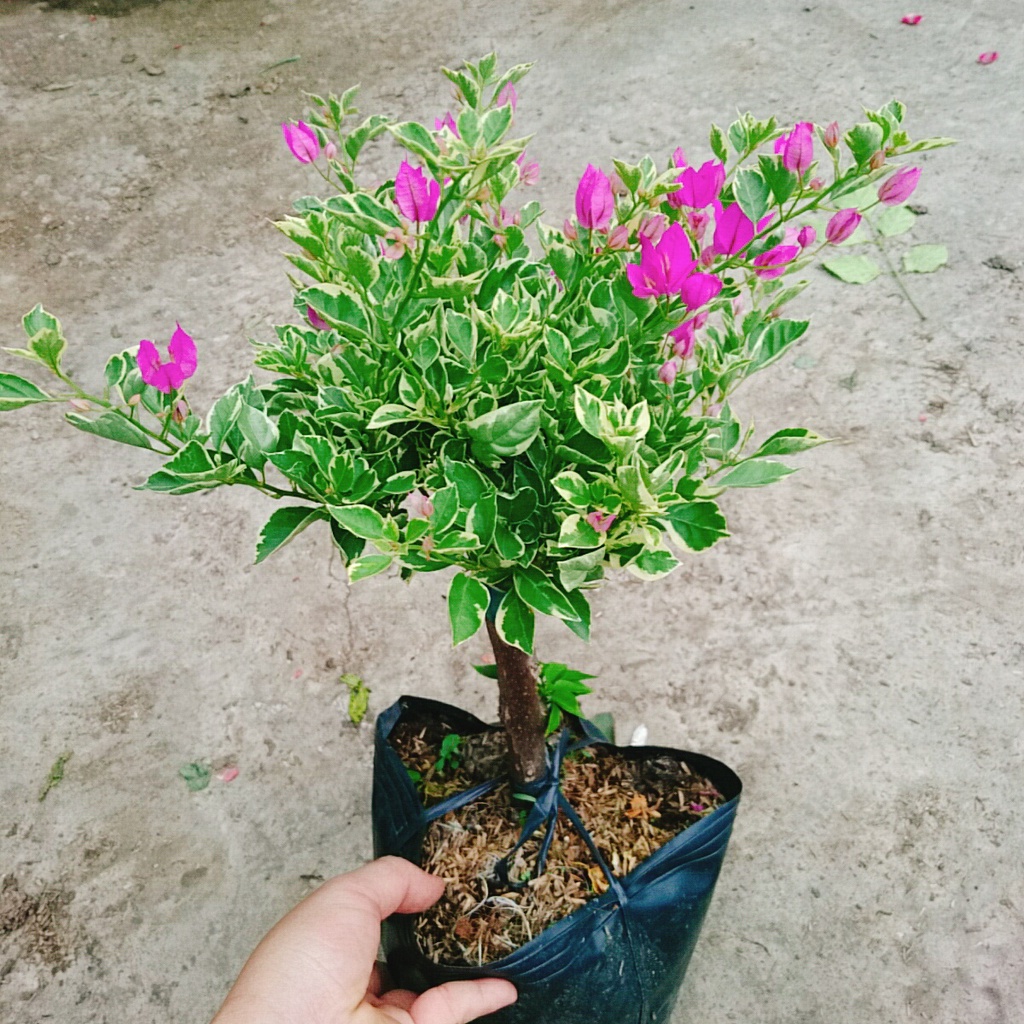 Hoa Giấy Cẩm Thạch Bonsai - cây cảnh bonsai để bàn
