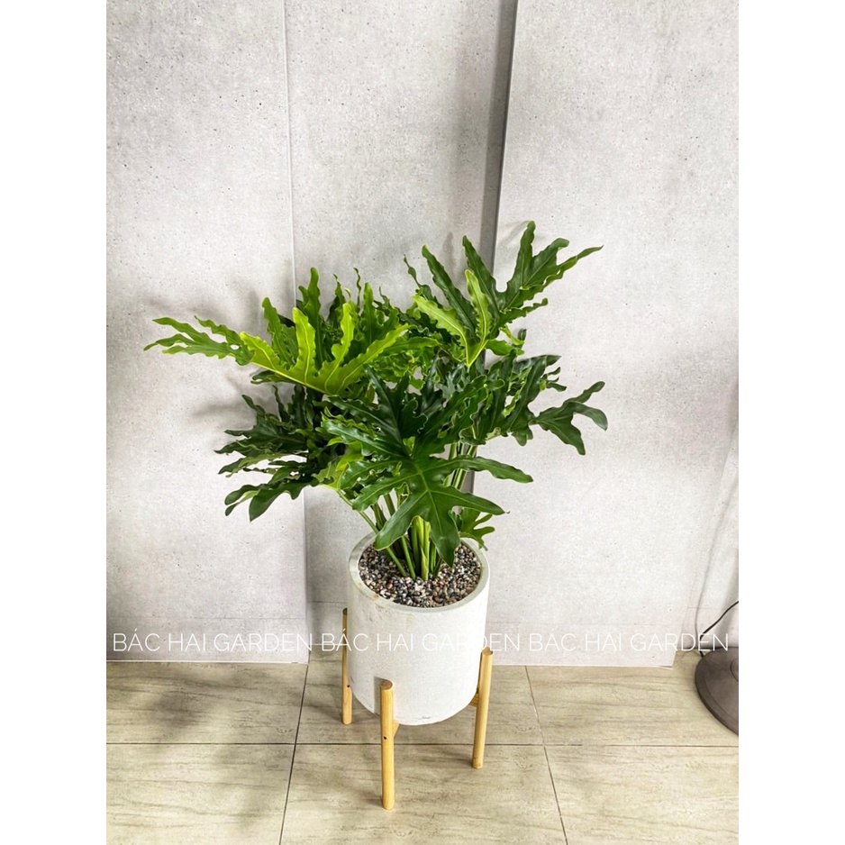 CHẬU TRỒNG CÂY XI MĂNG TRỤ TRÒN D30H30