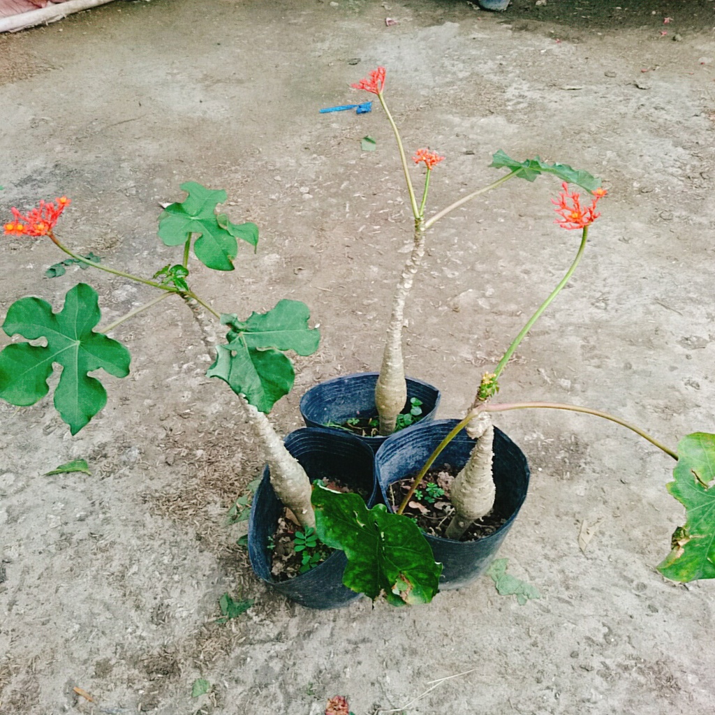 Cây Ngô Đồng - cây sen tàu - sen lục bình