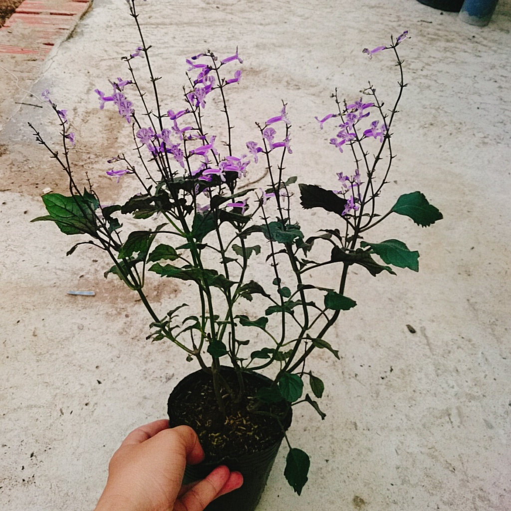 Hoa Lavender - Hoa Oải Hương - cây cảnh để bàn