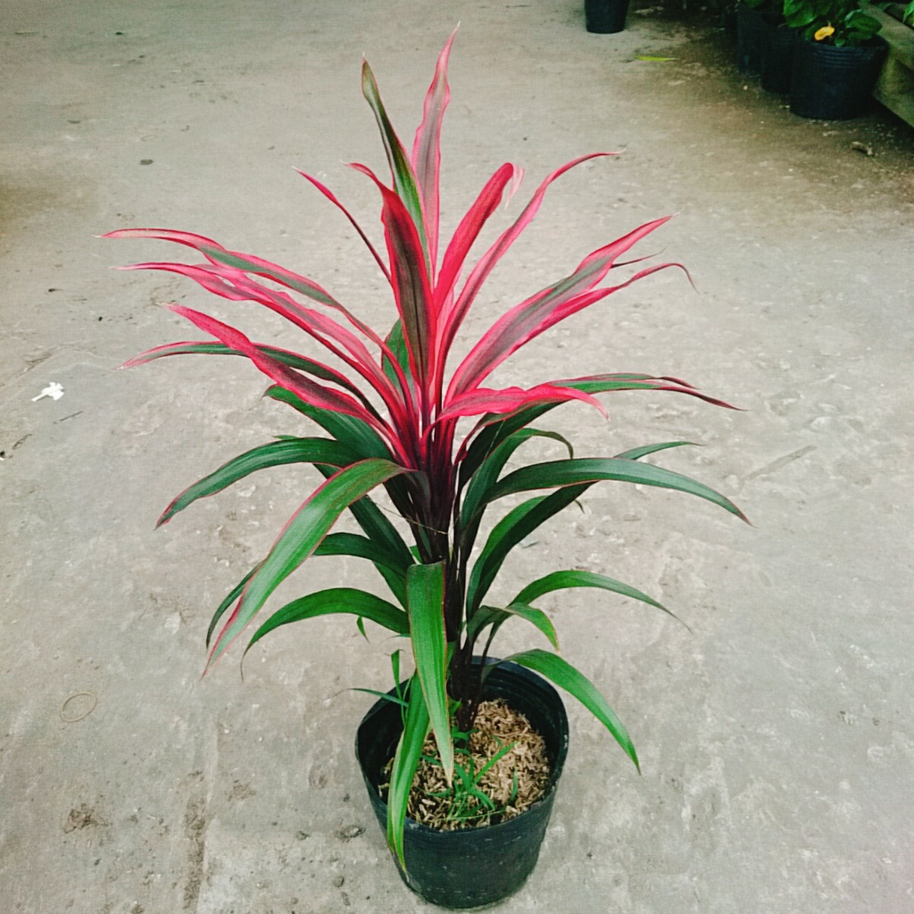Cây Phát Tài Đỏ (lá nhỏ) - cây cảnh phong thủy để bàn