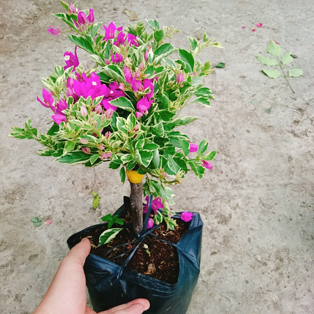 Hoa Giấy Cẩm Thạch Bonsai - cây cảnh bonsai để bàn