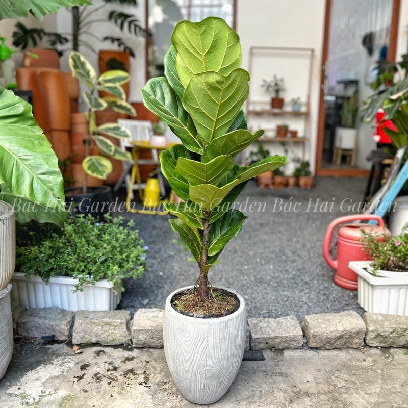 Bàng Singapore size 60-80cm để sàn- Cây trang trí văn phòng, nhà phố
