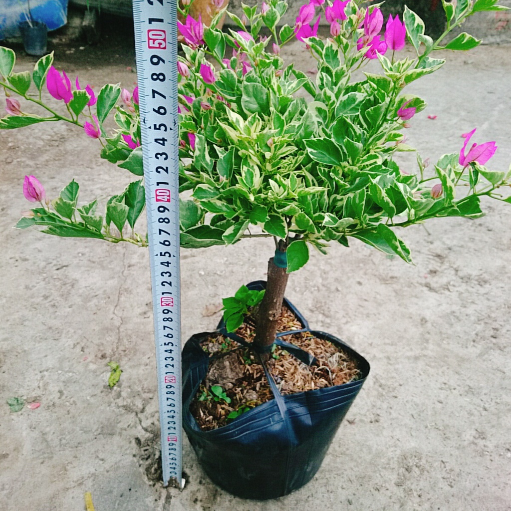 Hoa Giấy Cẩm Thạch Bonsai - cây cảnh bonsai để bàn