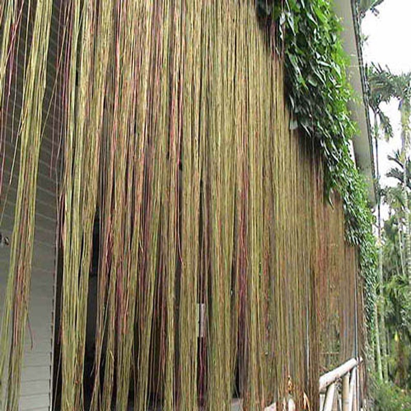 Cây Liêm Hồ Đằng - cây râu hoàng đế, râu tiên