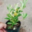 Cây Tắc Cẩm Thạch - cây cảnh để bàn