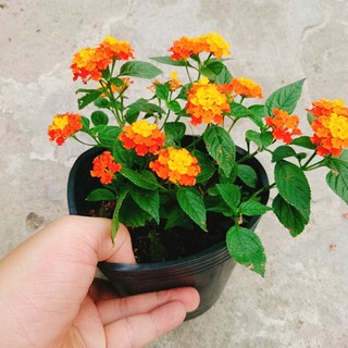 Cây Hoa Ngũ Sắc - Hoa Trâm Ổi - Cây cảnh đẹp sân vườn