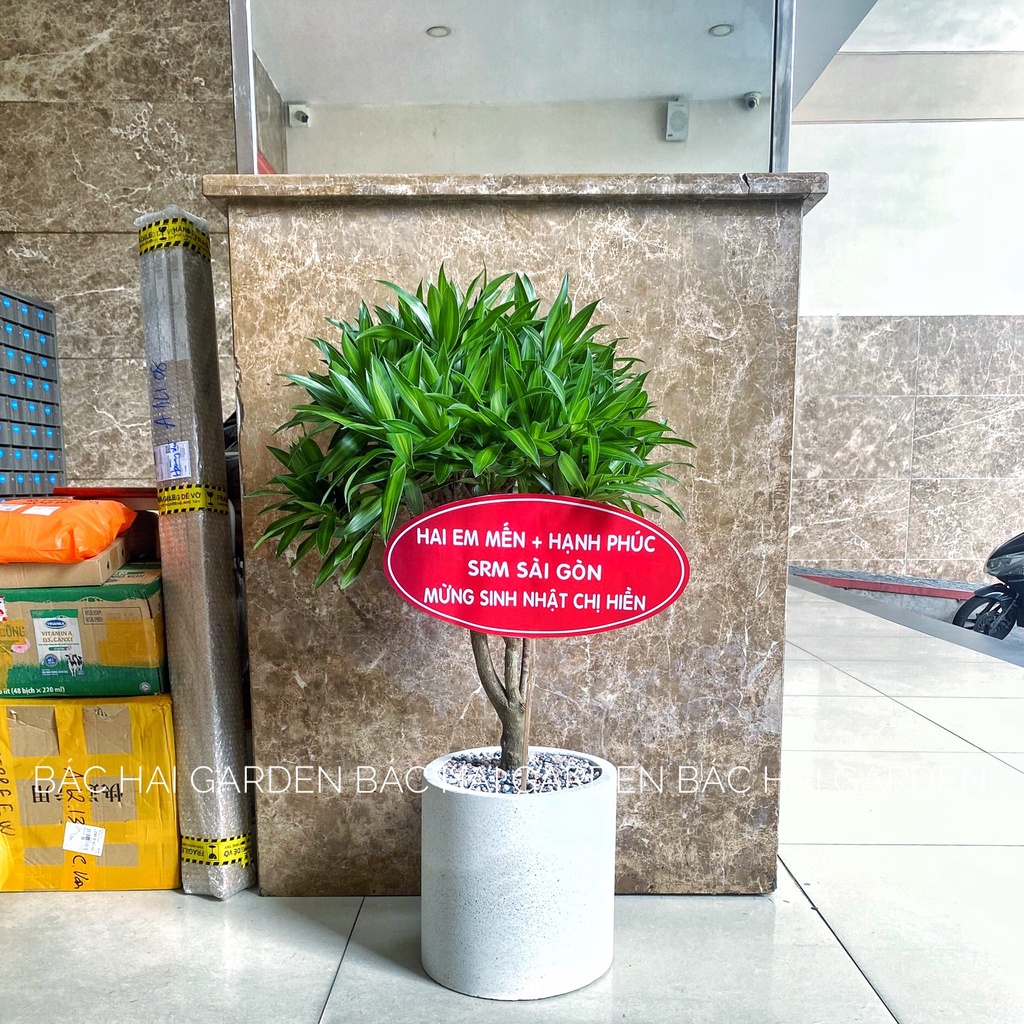 CHẬU TRỒNG CÂY XI MĂNG TRỤ TRÒN D30H30