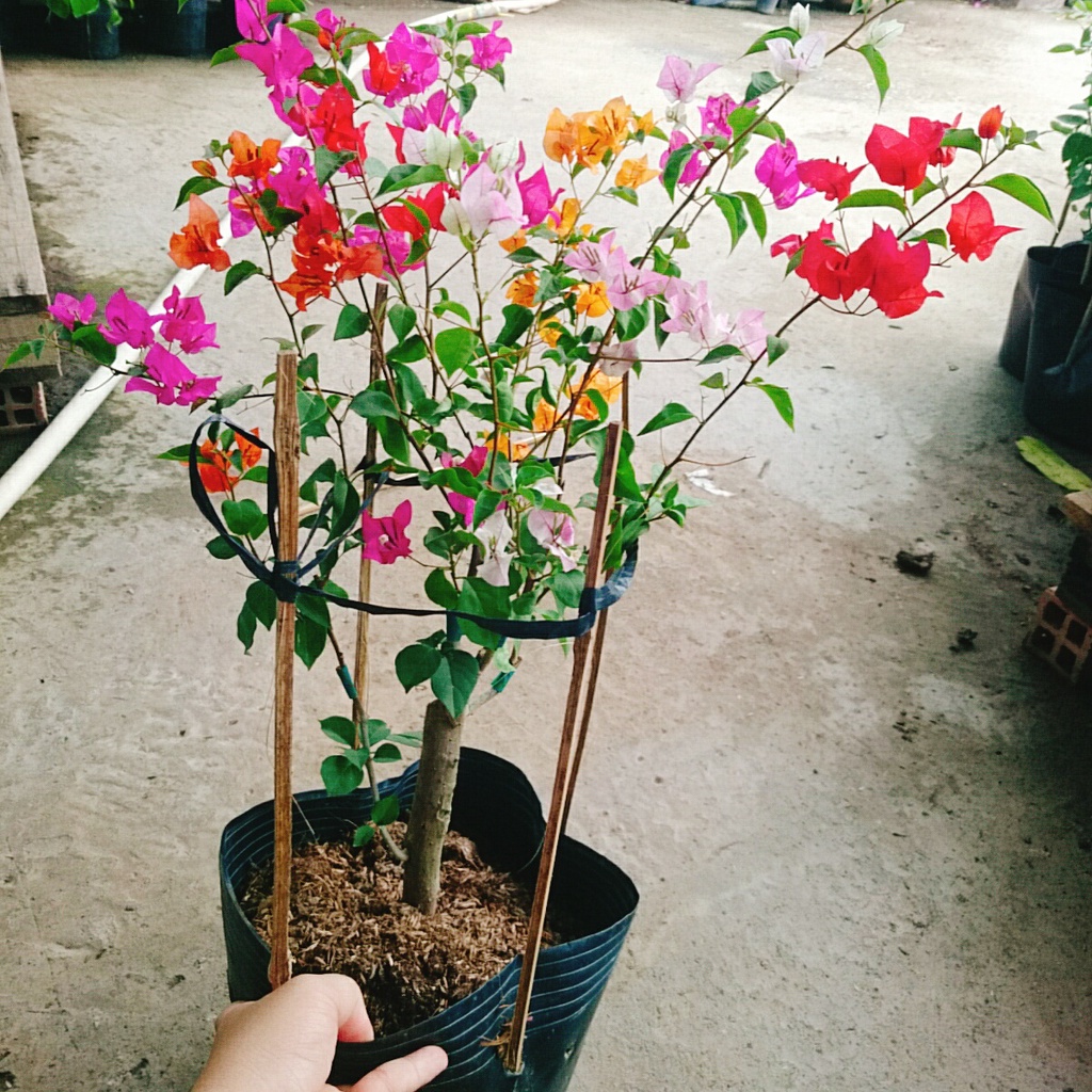 Cây Hoa Giấy Ngũ Sắc (Chuẩn đẹp 100%) - cây cảnh để bàn