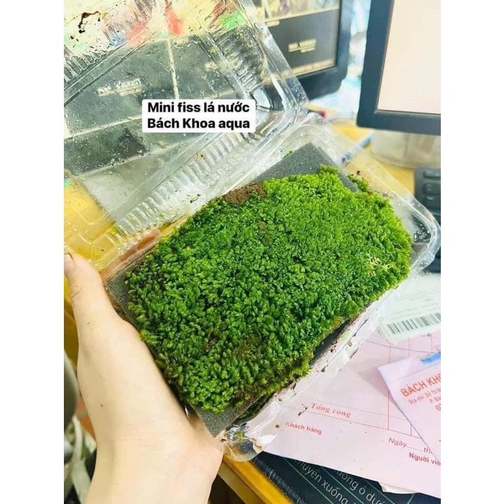 Rêu Minifiss lá nước trải nền bể cá thủy sinh hộp 5 tấc | Shopee Việt Nam