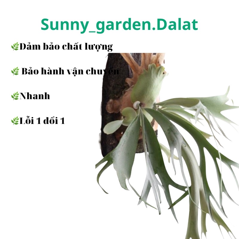 Chậu cứng ổ rồng gạc nai - Platycerium alcicorne | Shopee Việt Nam