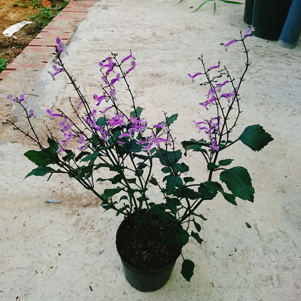 Hoa Lavender - Hoa Oải Hương - cây cảnh để bàn