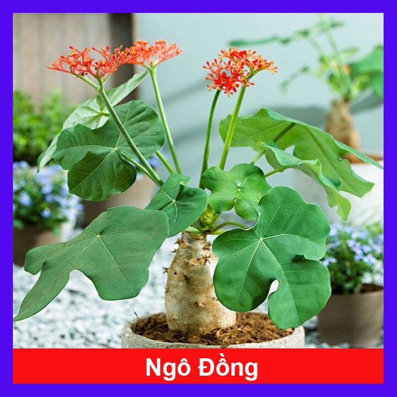 Cây Ngô Đồng - cây sen tàu - sen lục bình