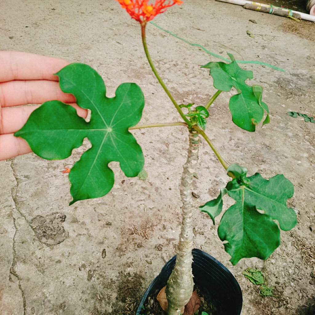 Cây Ngô Đồng - cây sen tàu - sen lục bình