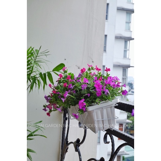 Chậu hoa treo ban công Dạ Yến thảo bao gồm móc treo sắt- Cây ngoại thất, cây xanh ban công đẹp siêng hoa
