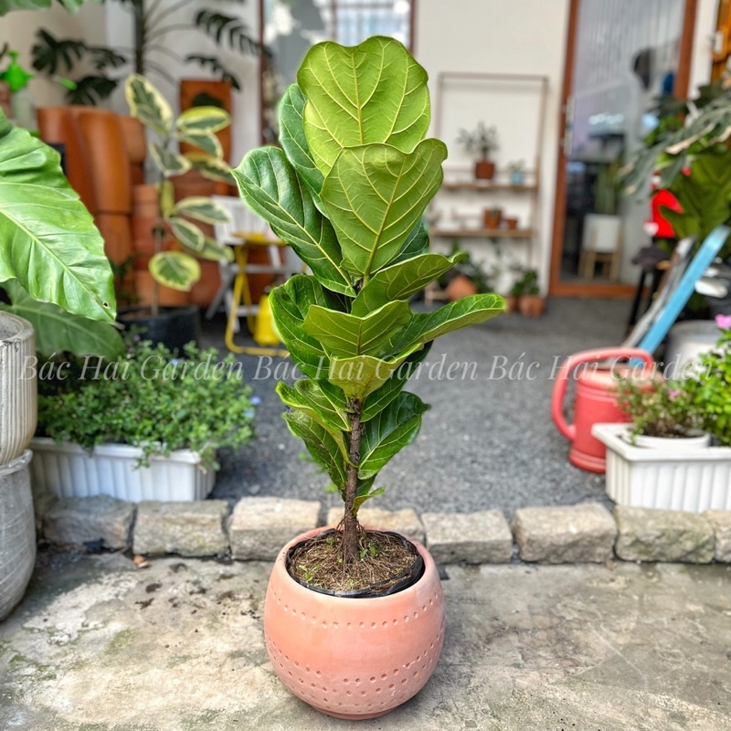 Bàng Singapore size 60-80cm để sàn- Cây trang trí văn phòng, nhà phố