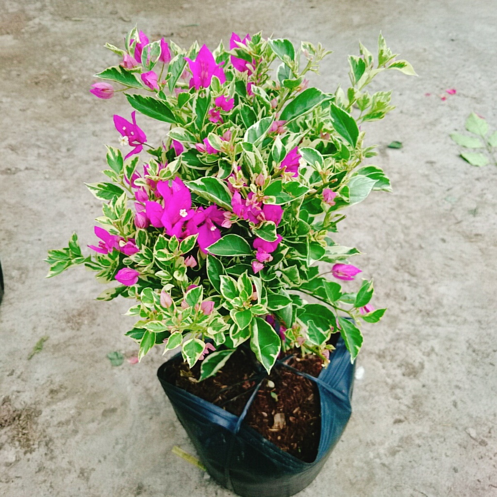 Hoa Giấy Cẩm Thạch Bonsai - cây cảnh bonsai để bàn