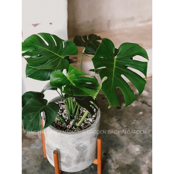 Chậu Monstera lớn kèm chậu xi măng/ men sứ cao cấp- cây nội ngoại thất đẹp- Cây trang trí văn phòng, nhà phố