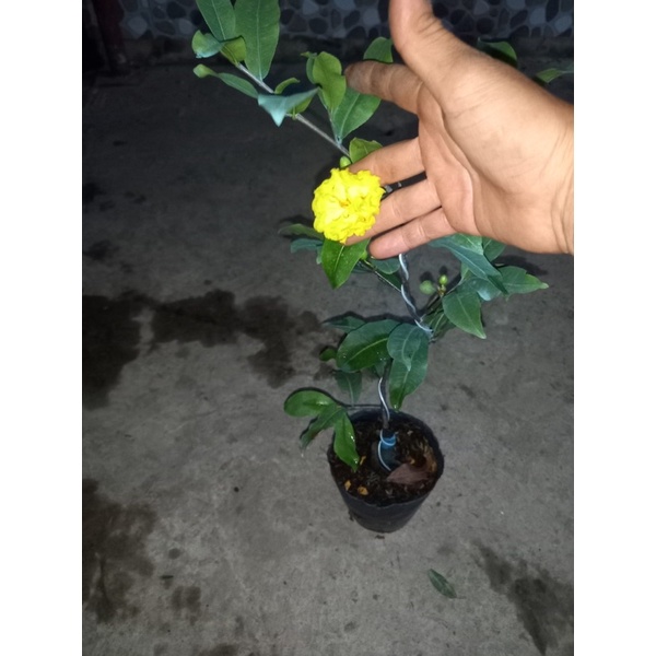 Hoa Mai Cúc Tư Long_cây ghép