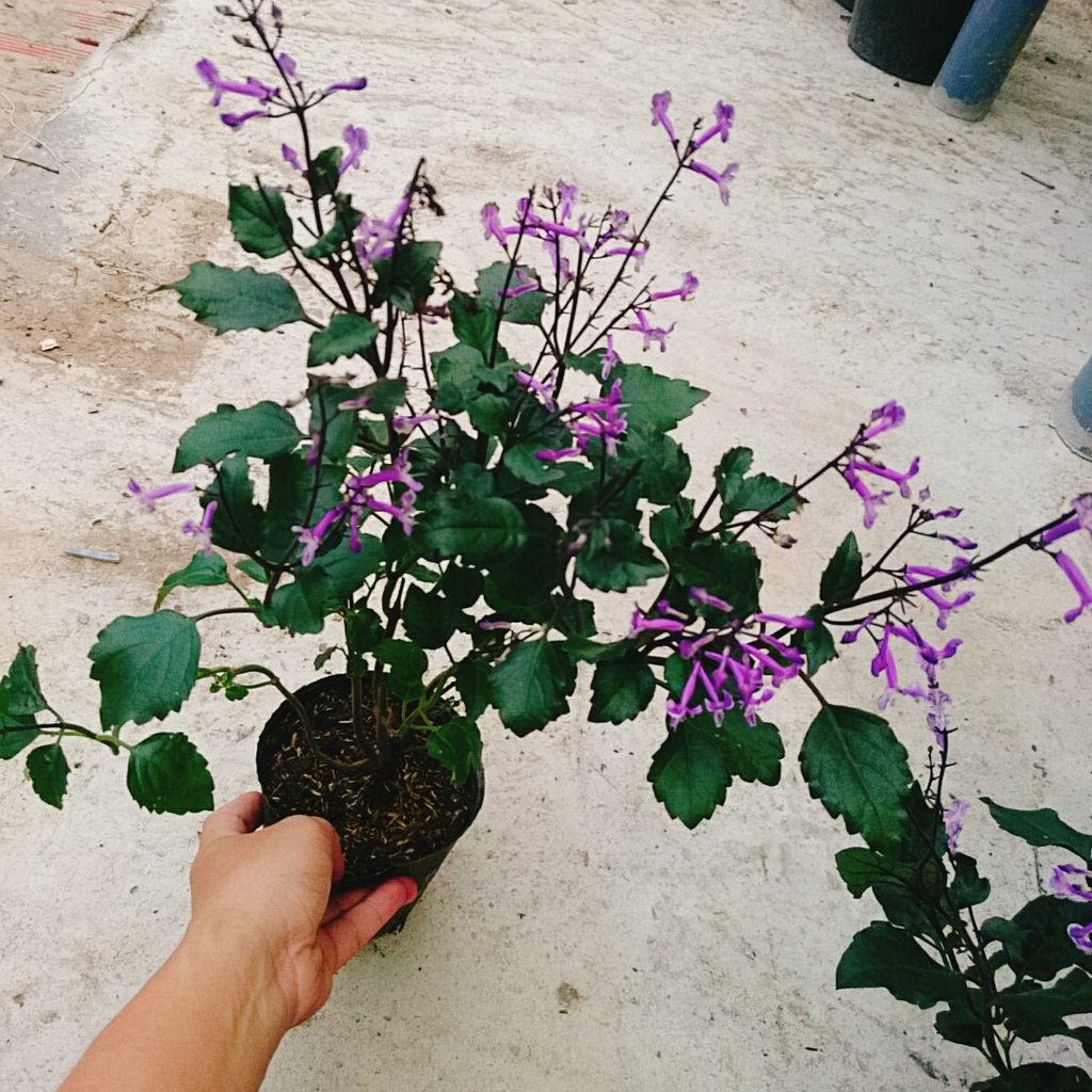 Hoa Lavender - Hoa Oải Hương - cây cảnh để bàn