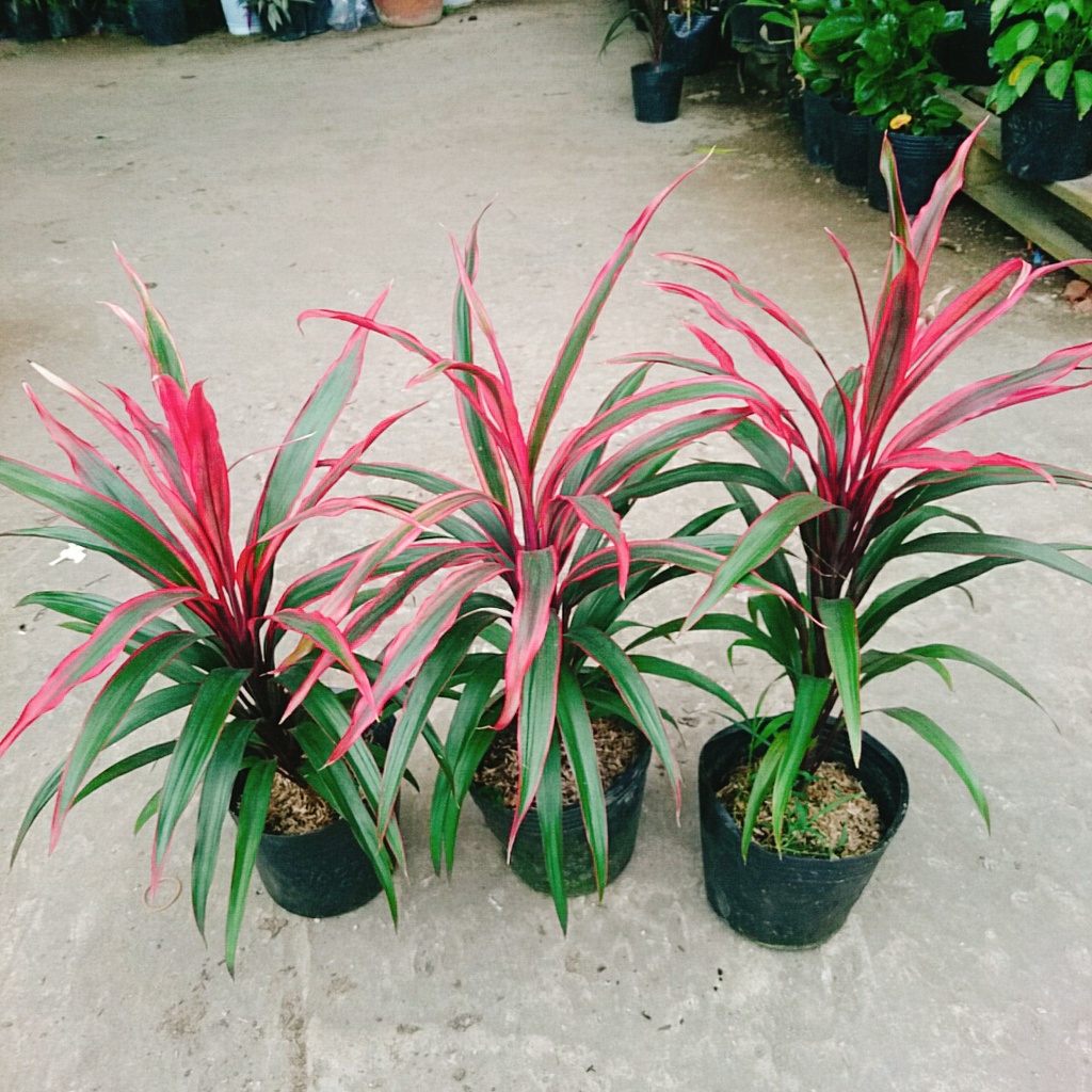 Cây Phát Tài Đỏ (lá nhỏ) - cây cảnh phong thủy để bàn