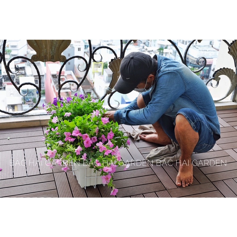 Chậu hoa treo ban công Dạ Yến thảo bao gồm móc treo sắt- Cây ngoại thất, cây xanh ban công đẹp siêng hoa