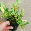 Cây Tắc Cẩm Thạch - cây cảnh để bàn