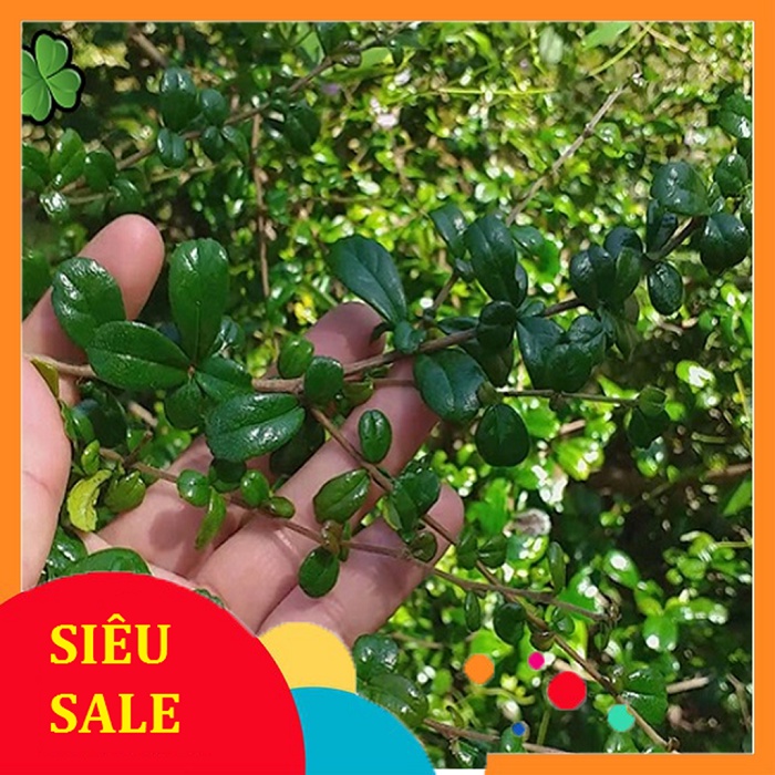 Cây Chùm Rụm tươi 1kg | Shopee Việt Nam