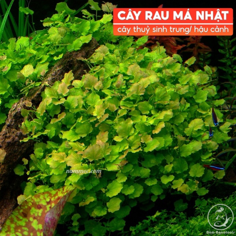 Cây Rau Má Nhật | Cây Thuỷ Sinh Đẹp và Dễ Trồng | Shopee Việt Nam