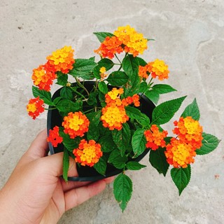 Cây Hoa Ngũ Sắc - Hoa Trâm Ổi - Cây cảnh đẹp sân vườn