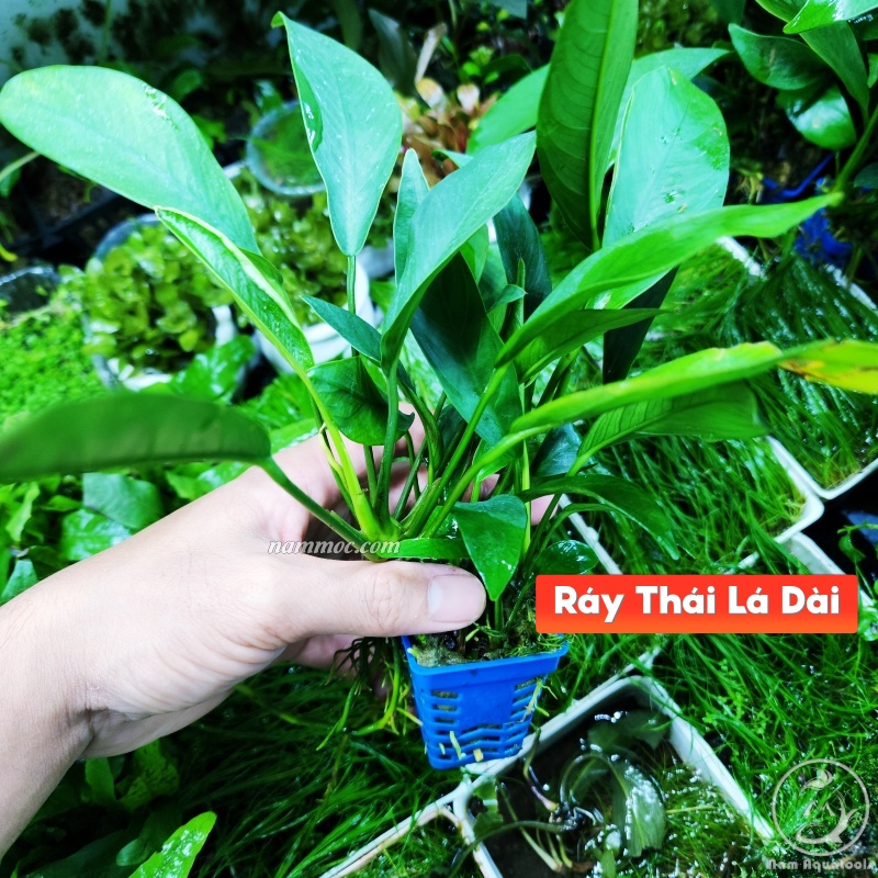 Cây Ráy Thái Lá Dài | Cây Thuỷ Sinh Gắn Giá Thể Lũa, Đá - Trang Trí Cho ...