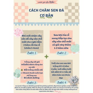 Xương rồng Bánh Sinh Nhật size 5-6cm có sẵn tại vườn MẦM NẮNG GARDEN lỗi 1 đền 1