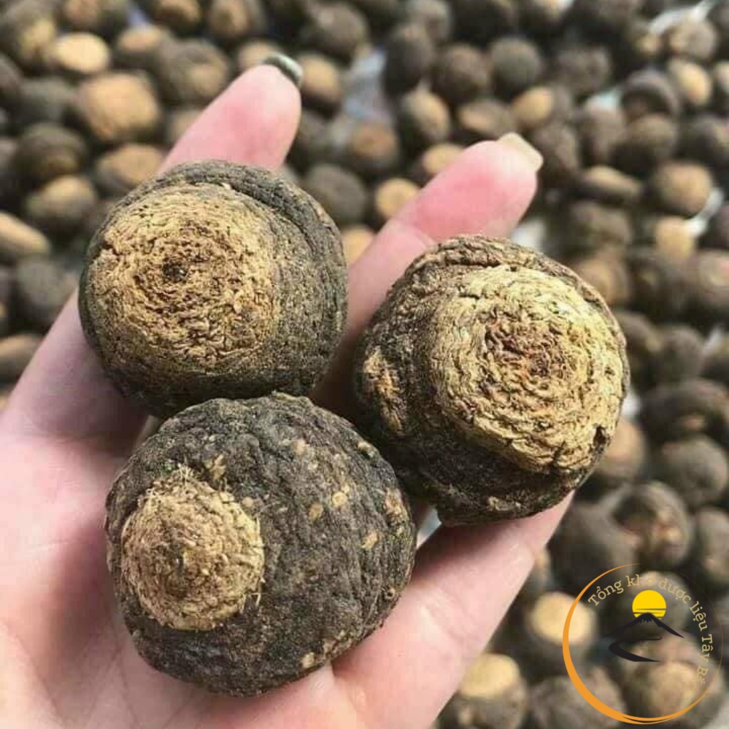 Sâm Maca Peru đen, khô loại thượng hạng, dược liệu quý củ sâm macca ...