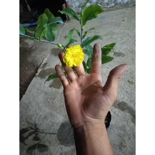Hoa Mai Cúc Tư Long_cây ghép