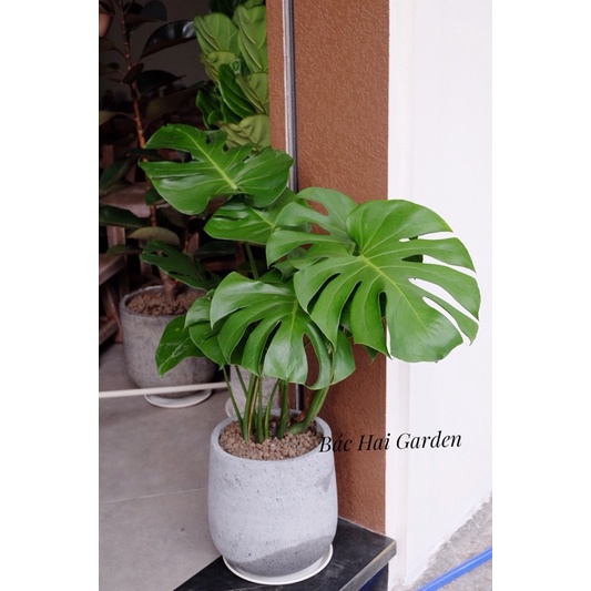 Chậu Monstera lớn kèm chậu xi măng/ men sứ cao cấp- cây nội ngoại thất đẹp- Cây trang trí văn phòng, nhà phố