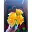 COMBO 5 chậu Hoa chơi góc xây dựng - đồ chơi mầm non