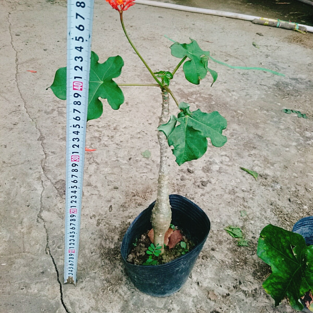Cây Ngô Đồng - cây sen tàu - sen lục bình