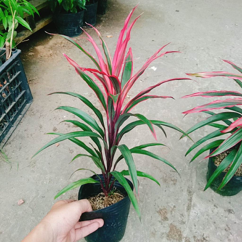 Cây Phát Tài Đỏ (lá nhỏ) - cây cảnh phong thủy để bàn