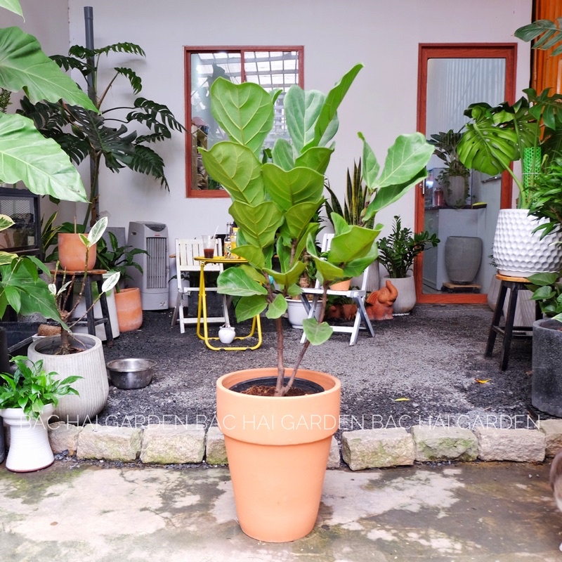 Chậu Bàng Singapore kèm chậu đất nung -Cây nội ngoại thất cao cấp- Cây xanh trang trí văn phòng, nhà phố