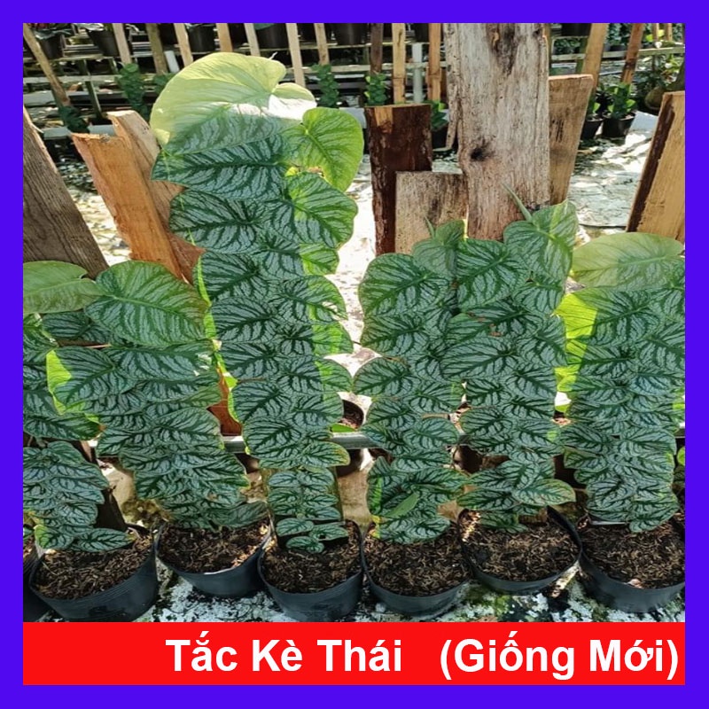 Cây tắc kè thái (giống mới) - cây leo tường