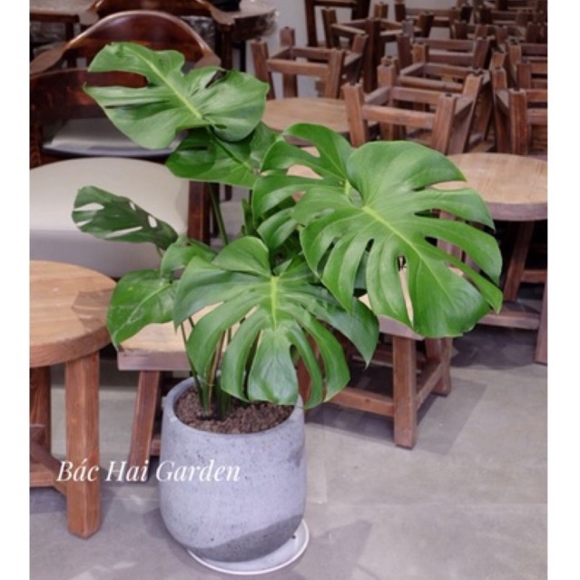 Chậu Monstera lớn kèm chậu xi măng/ men sứ cao cấp- cây nội ngoại thất đẹp- Cây trang trí văn phòng, nhà phố