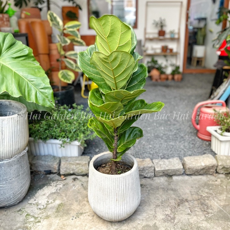 Bàng Singapore size 60-80cm để sàn- Cây trang trí văn phòng, nhà phố
