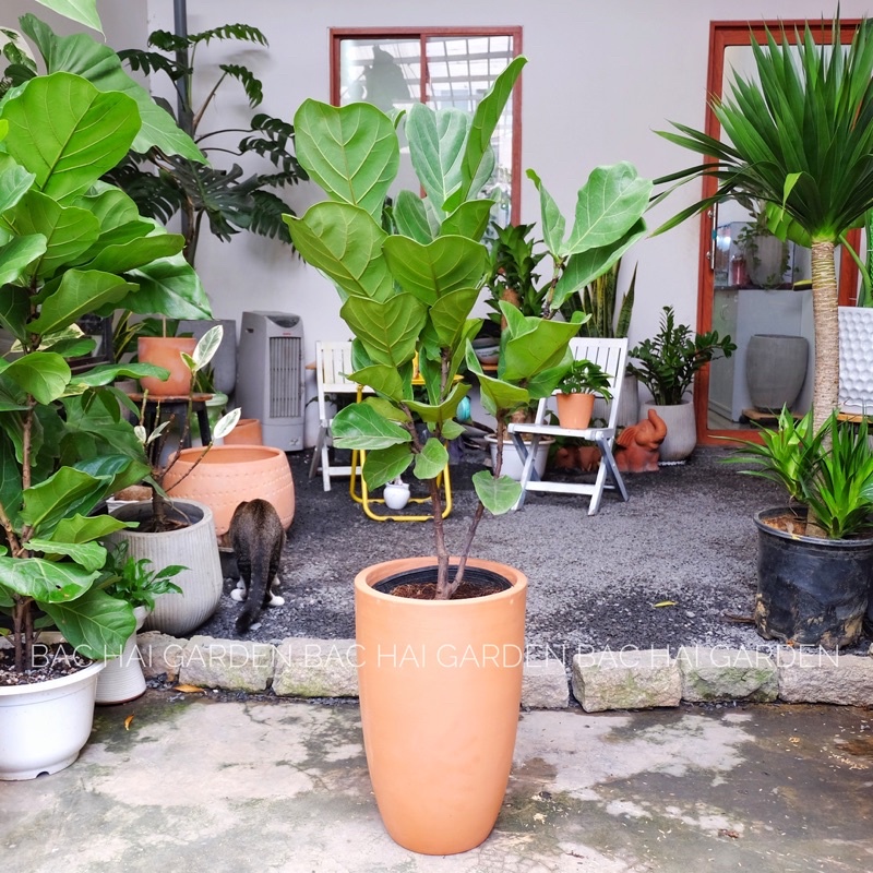 Chậu Bàng Singapore kèm chậu đất nung -Cây nội ngoại thất cao cấp- Cây xanh trang trí văn phòng, nhà phố