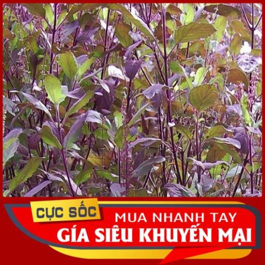 Hương nhu tía tươi