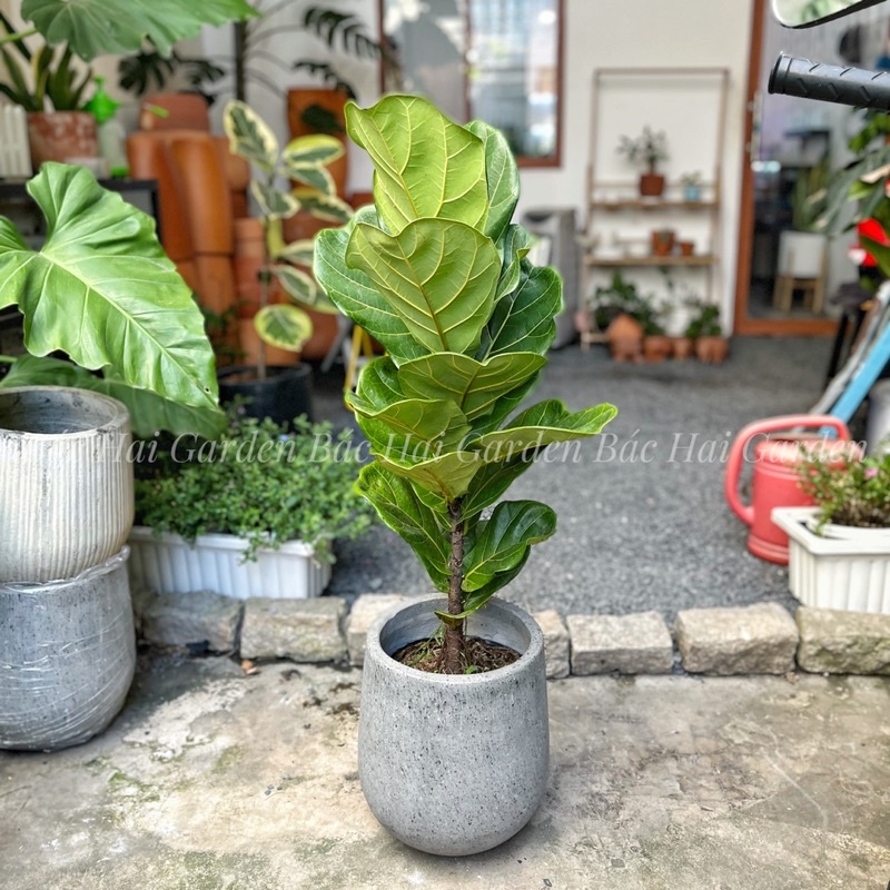 Bàng Singapore size 60-80cm để sàn- Cây trang trí văn phòng, nhà phố