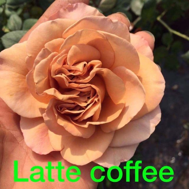 Hoa hồng Coffee Latte rose- Ly Cà Phê Giữa Vườn | Shopee Việt Nam