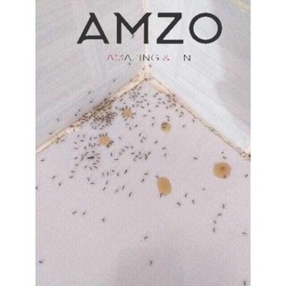 AMZO_THUỐC DIỆT KIẾN GIÁN SINH HỌC L2