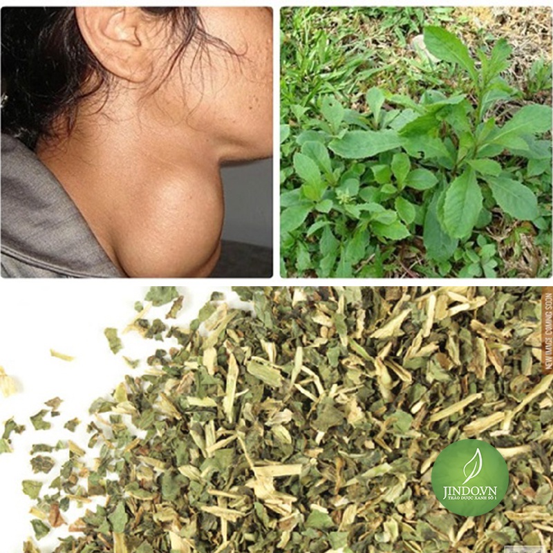 Cây Cải Trời khô cao cấp JINDO 1kg tác dụng hỗ trợ người bị buou cổ.