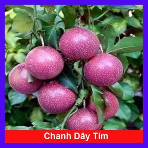 Chanh dây tím ( chanh leo )