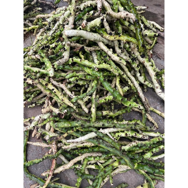 Cốt Toái Bổ (Tắc Kè Đá Xanh) Rừng Tây Bắc | Thơm Sạch Hàng Đẹp Tuyển Chọn 3kg